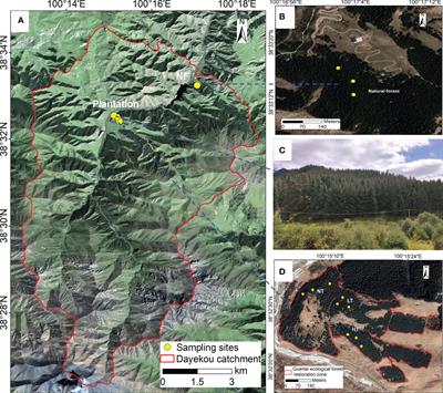 Light thinning can improve soil water availability and water holding capacity of plantations in alpine mountains